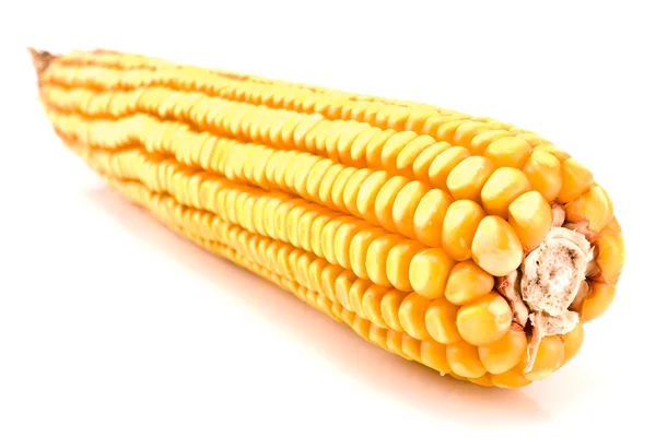 Зрелый початок кукурузы — стоковое фото