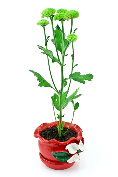 Зелена квітка маргарита в горщику — стокове фото