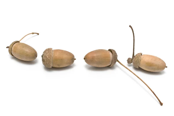 Four oak acorns — Stock Photo, Image