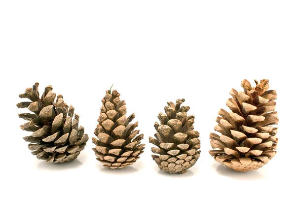 Quatro cones de pinheiro — Fotografia de Stock