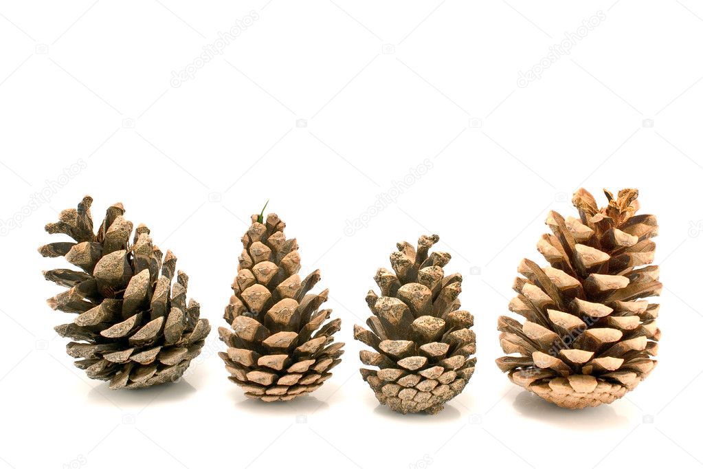Four pine cones
