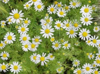 Field of Camomile. Background clipart