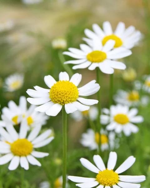 Field of Camomile — Stock Photo, Image