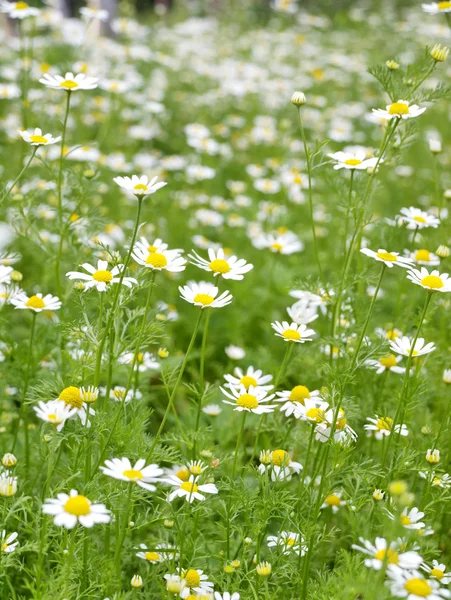 Field of Camomile. Background — Stock Photo, Image