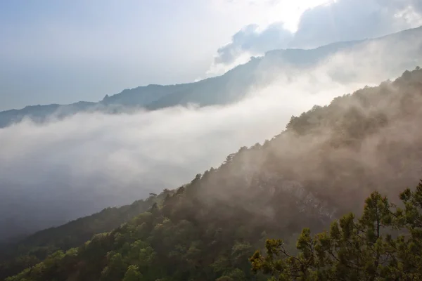 stock image Mist over the forest