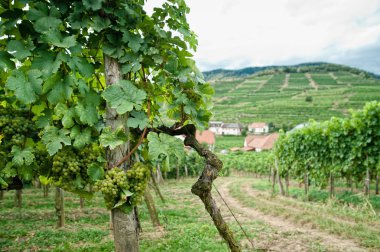 Vineyard in Wachau clipart