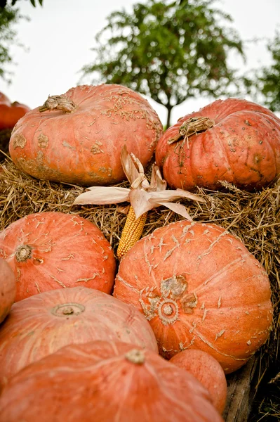 Pumpkins and Tree — Stock Photo, Image