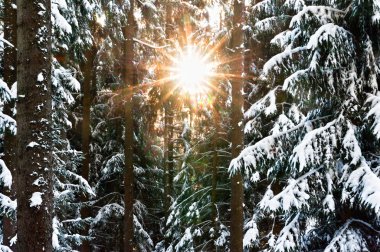Sunbeam kış ormanı