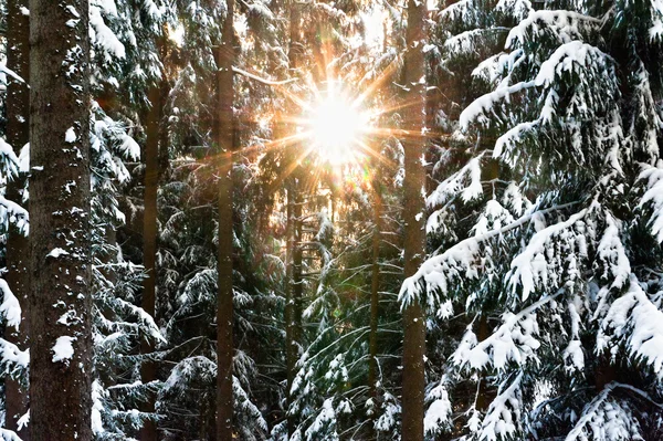 Sunbeam genom vintern skogen — Stockfoto