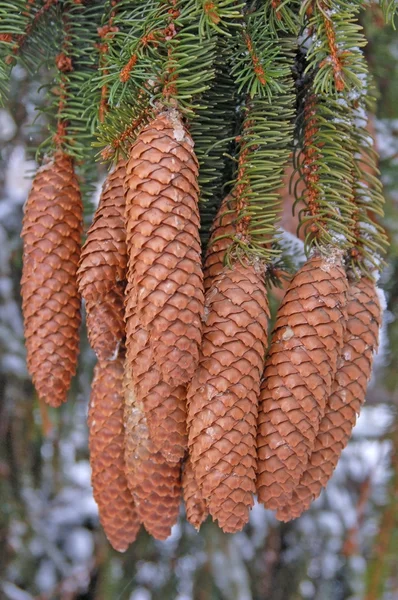 stock image Fir Cones hanging on a Tree