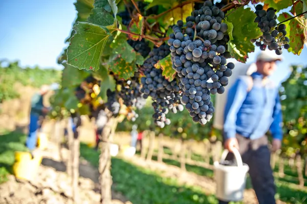 Working in the Vineyard — Stock Photo, Image