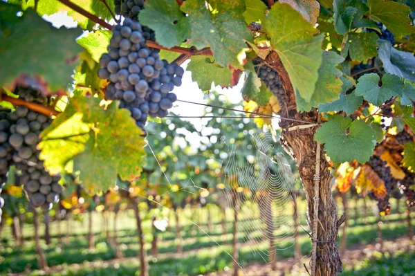 Виноград и паутина — стоковое фото