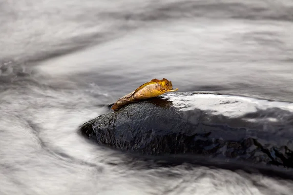 Wasser.