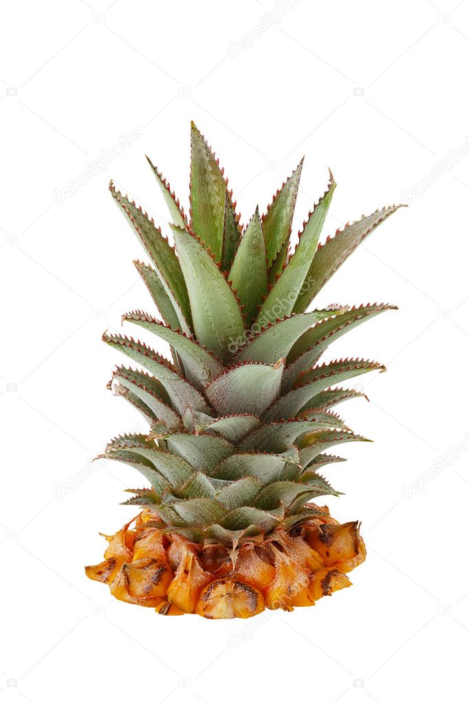 Fresh pineapple crown