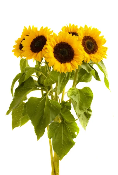 Großer Sonnenblumenstrauß — Stockfoto