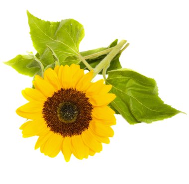 Bight sunflower clipart