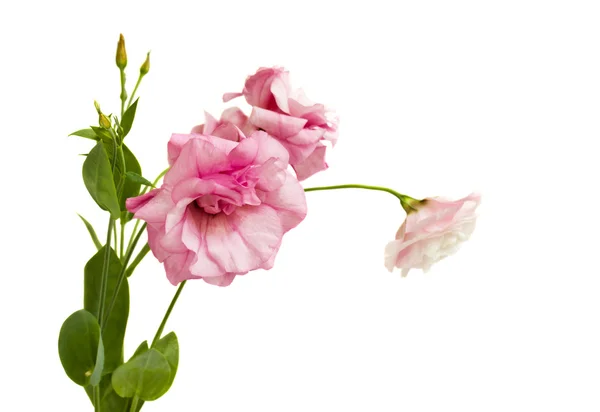 Eustoma bloemen — Stockfoto
