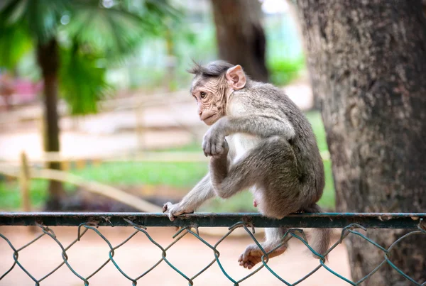 Cute baby monkey doing funny yoga — Stock Photo, Image