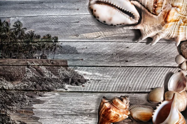 Θάλασσα ξύλινα υφή με κοχύλια — Φωτογραφία Αρχείου