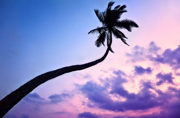 Silhouet van palm tree aan paarse hemel — Stockfoto