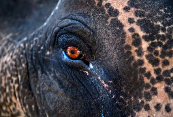 印度大象的眼睛 — 图库照片