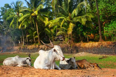 Cown on the beach in Goa clipart