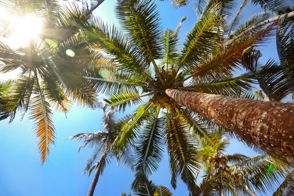 Palmen met kokosnoten — Stockfoto