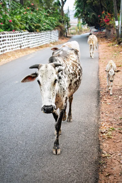 Goa içinde yürüyen inekler — Stok fotoğraf