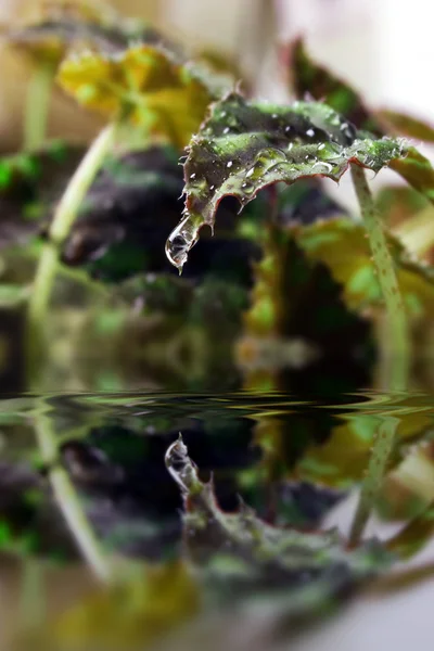Grönt blad med vattendroppe — Stockfoto