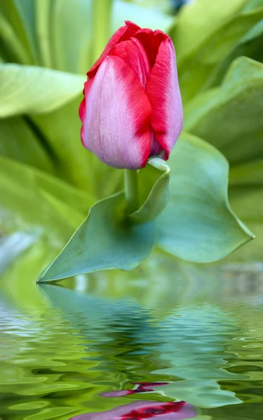Tulip with water reflection. — Stock Photo, Image