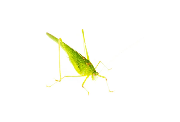 Grön gräshoppa isolerad på vit — Stockfoto