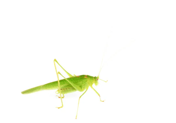 Groene sprinkhaan geïsoleerd op wit — Stockfoto