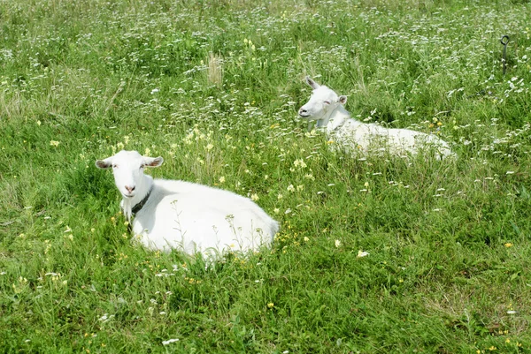 Goats on the green meadow — Stock Photo, Image