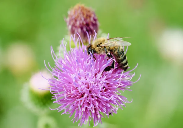 stock image Bee on pink flower