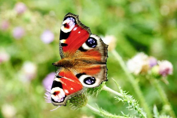 stock image Peacock butterfly with open wings