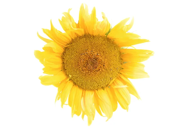 Stock image Sunflower closeup isolation on white