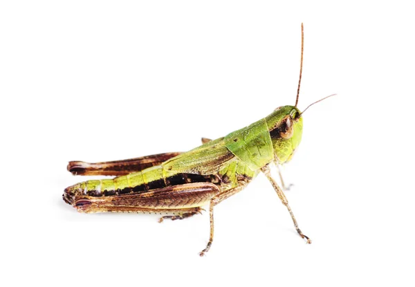 Grasshopper aislado en blanco —  Fotos de Stock