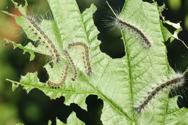 Some caterpillars on a leaf viburnum — Stock Photo, Image