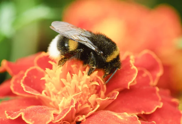 Bumblebee collection pollen on the orange flower
