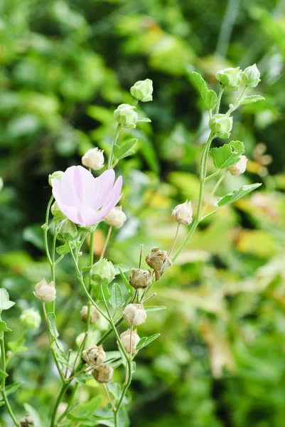 Розовый дикий цветок с высоким стеблем — стоковое фото