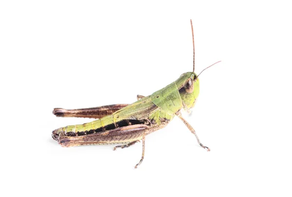 Grasshopper isolated on white — Stock Photo, Image