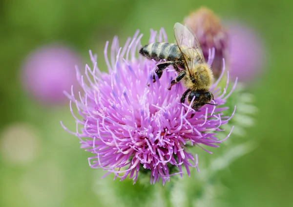 stock image Bee on purple flower.