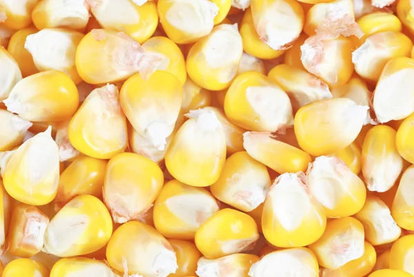 Szárított fül kukorica, mint háttér — Stock Fotó