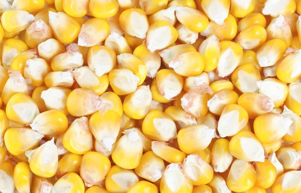 Сушеные колосья кукурузы в качестве фона — стоковое фото