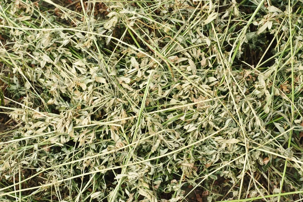 Texture background of hay. Freshly . — Stock Photo, Image