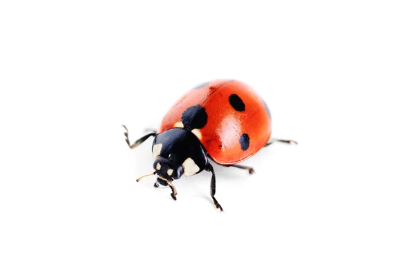Ladybug on white background — Stock Photo, Image