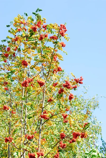 stock image Rowan berry on blue sky background