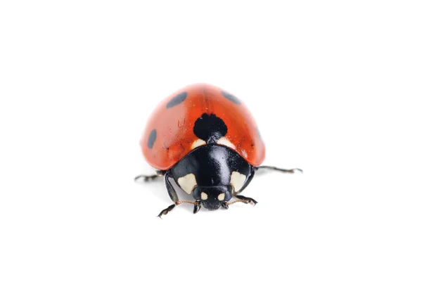 白色背景的瓢虫 — 图库照片