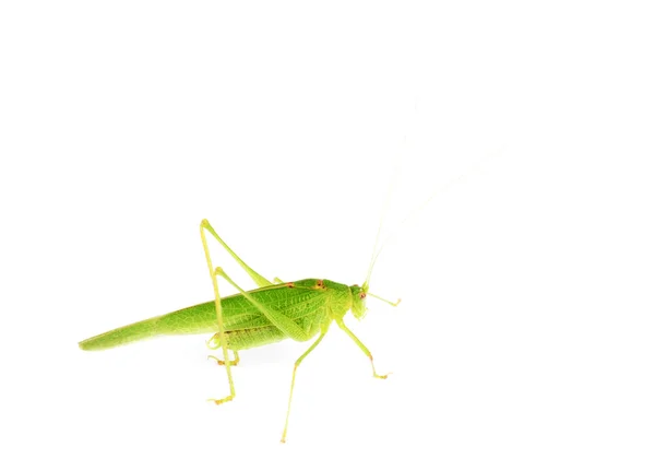 Gafanhoto verde isolado no fundo branco — Fotografia de Stock