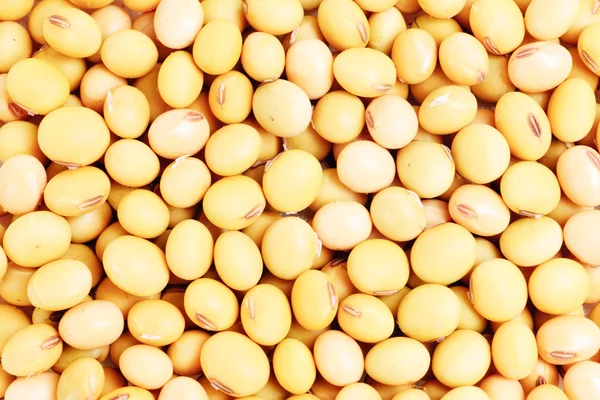 Macro shot of soybeans fills as background — Stock Photo, Image